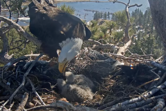 Arlene Arreola - Eagle Chick Names